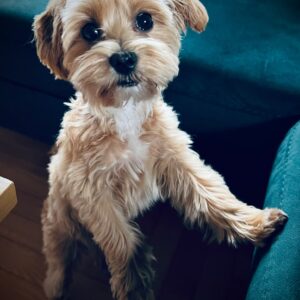 Mia